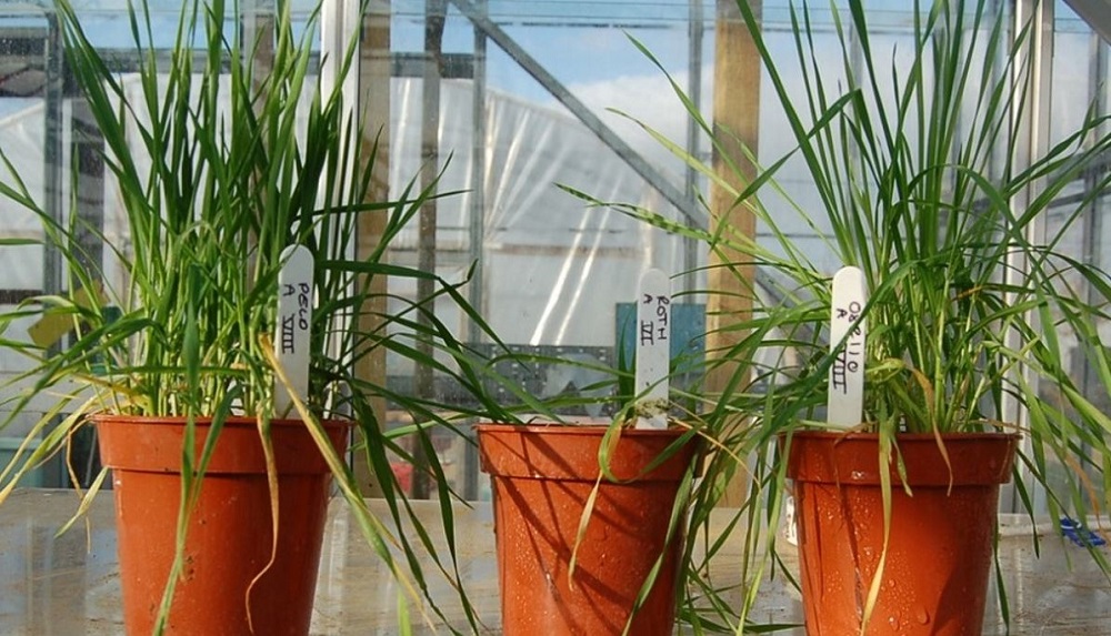 Screening pot-grown sterile brome for herbicide resistance 